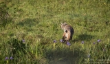 Point Reyes Bobcat