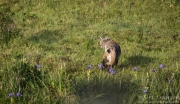 Point Reyes Bobcat