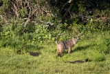 Point Reyes Bobcat