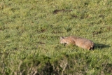 Point Reyes Bobcat