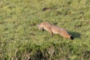 Point Reyes Bobcat