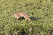 Point Reyes Bobcat