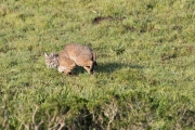 Point Reyes Bobcat