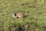 Point Reyes Bobcat