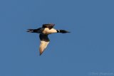 Common Loon in Flight - B14I0327