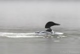 Common Loon in Fog - B14I0466