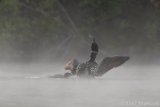 Common Loon in Fog - B14I0518