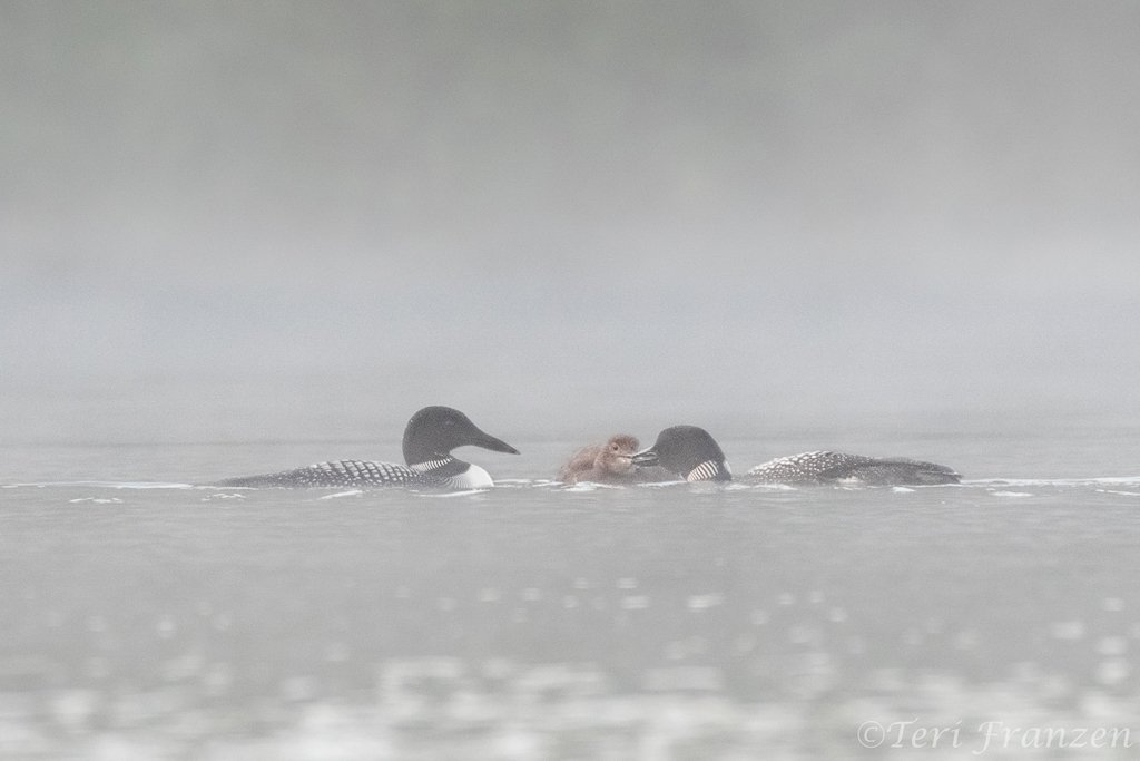 Common Loons feeding their young - B14I0597