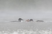 Common Loons feeding their young - B14I0597