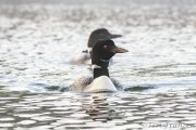 Common Loon Mated Pair - B14I0662