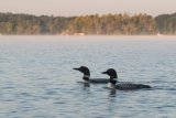 Common Loon Mated Pair - B14I0689
