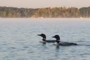 Common Loon Mated Pair - B14I0689