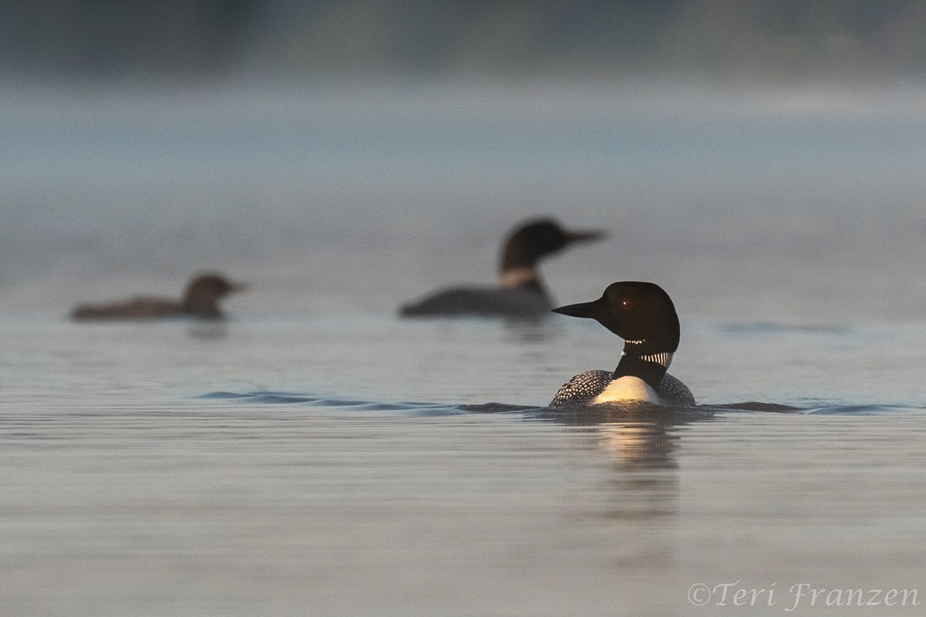 Male Common Loon stands guard while his family moves across the lake behind him.