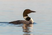 Common Loon - B14I0797