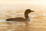 Backlit Common Loon - B14I0834