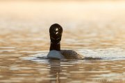 Common Loon at Sunrise - B14I0873