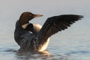 Common Loon Flapping its Wings - B14I0887