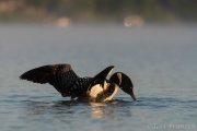 Common Loon - B14I0904