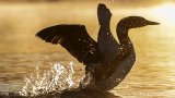 Common Loon at Sunrise - B14I0928