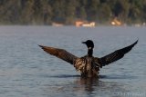 Common Loon at Sunrise - B14I1023