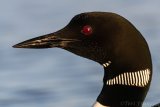 Common Loon Portrait - B14I1048