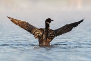 Common Loon at Sunrise - B14I1105