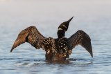 Common Loon at Sunrise - B14I1109