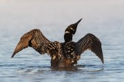 Common Loon at Sunrise - B14I1109