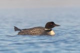 Common Loon - B14I1177