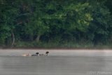 Common Loon Family - B14I1382