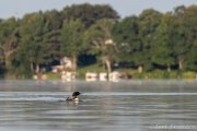 Common Loon - B14I1432