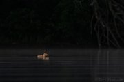 Weeks old Common Loon Chick - B14I1434