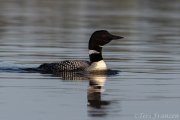 Common Loon - B14I1452