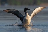 Common Loon - B14I1492