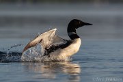 "Forward Thrust" - Common Loon - B14I1508