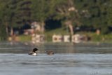 Common Loon Mother and Chick - B14I1584