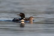 Common Loon Mother and Chick - B14I1622