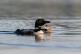 Common Loon Mother and Chick - B14I1634