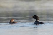 Common Loon Mother and Chick - B14I1649