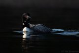 Common Loon portrait - B14I1687