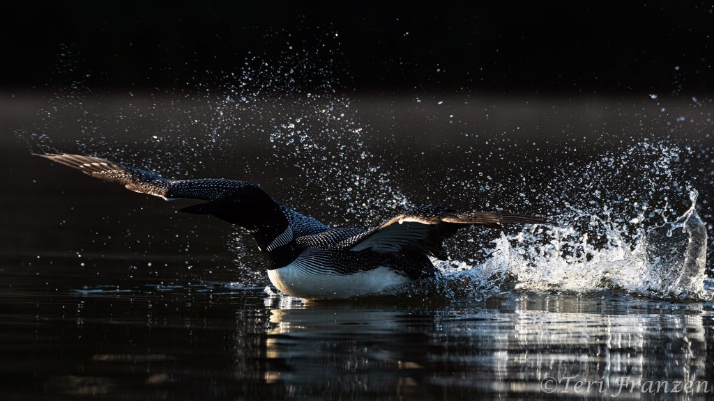 Common Loon, forward thrust - B14I1697