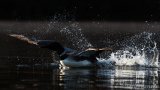 Common Loon, forward thrust - B14I1697