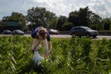 Salvaging Eggs and Milkweed