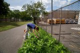 Rescuing Monarchs