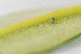 Monarch Egg