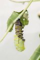 Pupation