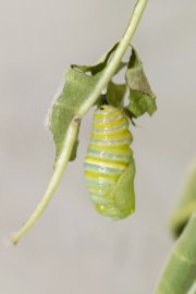 Newly Formed Pupa