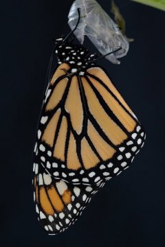 New Monarch