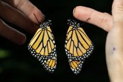 Monarch Duo