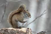 Red Squirrel of Sax-Zim Bog, MN